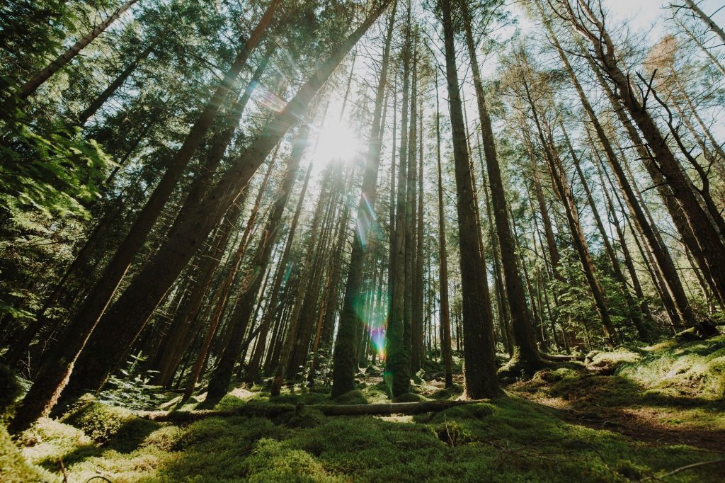 Bunya Mountains National Park