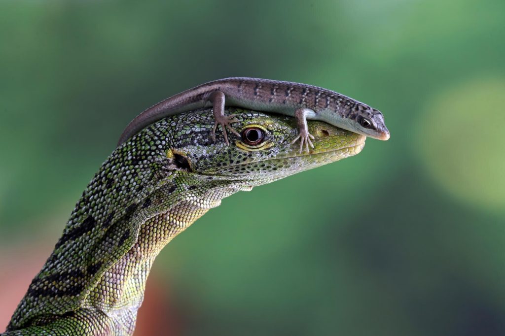 Reptiles Bunya mountains