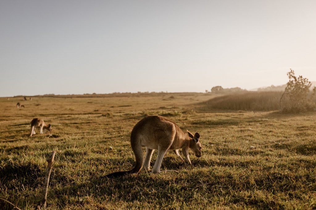 Mammals of the Bunya Mountains